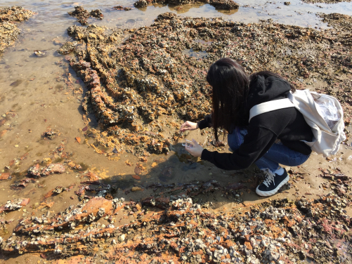 Dr Yuanyuan Hong was collecting sediment sample for laboratory analysis. (Photo credit: Yuanyuan Hong)
 