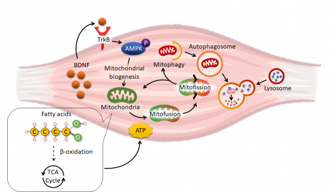 Roles of brain-derived neurotrophic factor (BDNF) in skeletal muscle metabolism.