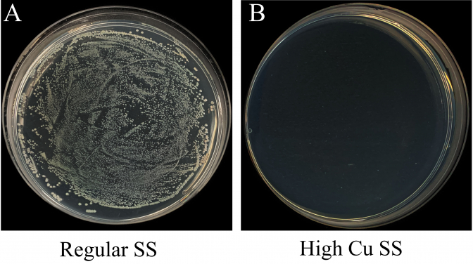 Figure 3. Photos of typical bacterial colonies on A) regular SS and B) the high Cu SS (20 wt%)
 