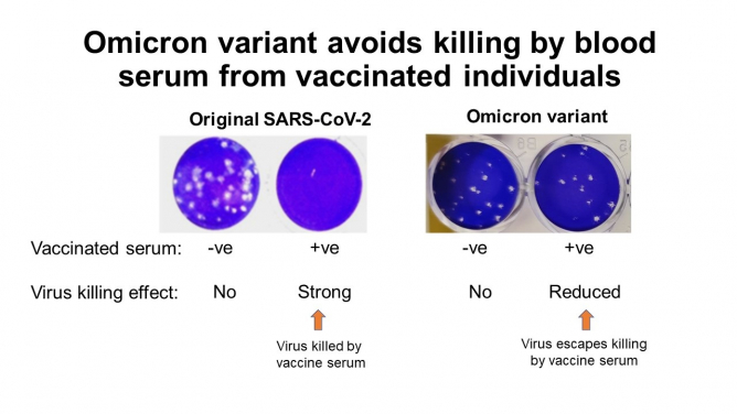 受感染的細胞分別感染原始新型冠狀病毒及Omicron變異株，或將病毒混和了已接種疫苗人士的血清。這些細胞本被染成藍色，但被病毒殺死的細胞則會變成白色的小洞。在附圖中可見，2020年原始SARS-CoV-2病毒可被已接種疫苗者的血清盡數殺死，但對於Omicron變異株的殺滅效果則顯著降低。
 