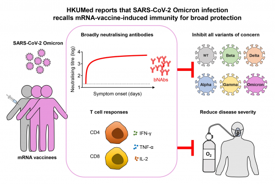 HKUMed reports that SARS-CoV-2 Omicron infection
recalls mRNA-vaccine-induced immunity for broad protection 