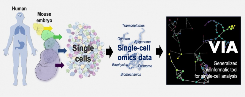 VIA is a generalised bioinformatic tool that helps the study on how the cells in human or animals change over time during normal development or diseases. VIA is widely adaptable to different important biological processes based on a wide range of data types including single-cell proteomic, transcriptomic, epigenomic, multi-omics and biophysical/ biomechanical datasets.