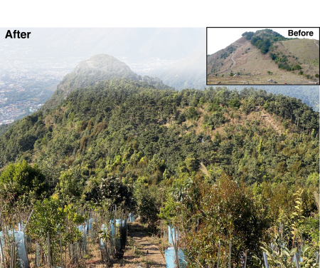 Before and after scenes of the tropical forest restoration project at Kadoorie Farm and Botanic Garden, Hong Kong. The simulation showed that this project is not threatened by future climate change. (Photo credit Dr Gunther Fischer)