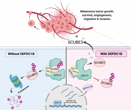 SOX10-DEPDC1B-SCUBE3 regulatory axis promotes melanoma angiogenesis and metastasis
 