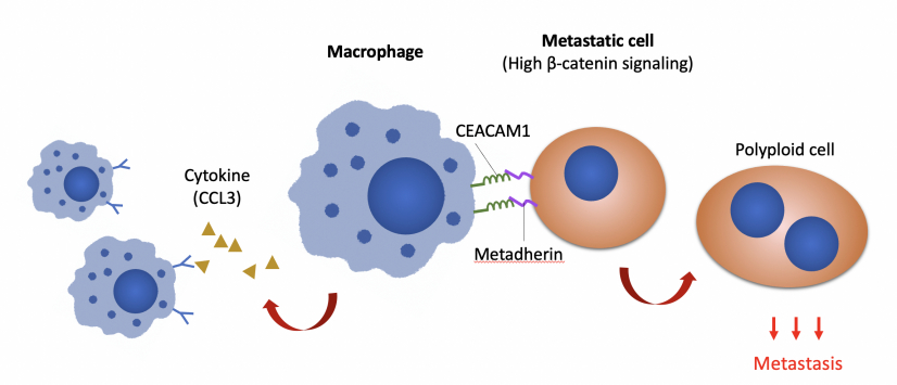 The research discovers that Wnt/b-catenin signalling in metastatic cells upregulates the expression of cancer cells metadherin and communicates with macrophages through CEACAM1. (Image modified from original illustration of Adv. Sci. (Weinh) 2022; e2103230)

 