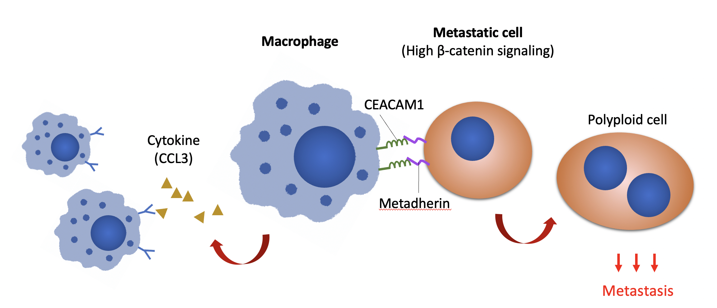 HKU Biologists Reveal A Novel Macrophages mediated Mechanism That