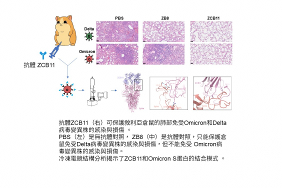 港大醫學院及香港科技大學聯合研究證明廣譜中和抗體 可保護敘利亞倉鼠免受SARS-CoV-2 Omicron變異株感染