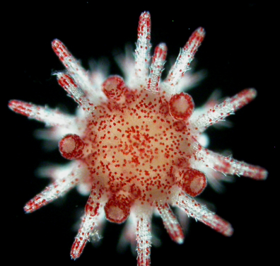 母體抗熱性遺傳對海膽後代於海洋熱浪中的生存極為重要。圖中顯示於顯微鏡下的Heliocidaris幼體。（相片來源：Maria Byrne博士）
 
