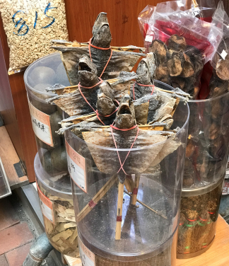Dried tokay geckos on stick for sale in Hong Kong. (Credits to Pauline DUFOUR)
 