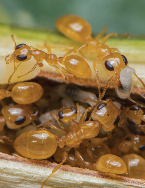 港大發起全球螞蟻普查估計由至少二萬兆螞蟻主導全球生態系統- 新聞稿- 傳媒- 香港大學