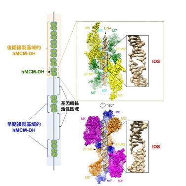 圖一、人源MCM雙六聚體（hMCM-DH）結合複製原點產生的DNA初始解開結構（IOS）。圖片修改自Li et al, 2023 Cell 186, 1-14