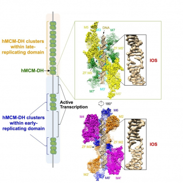 Image 1. An initial open structure (IOS) is formed upon binding of human MCM double hexamer (hMCM-DH) to origin DNA. Image modified from original illustration of Li et al, 2023 Cell 186, 1-14.
 