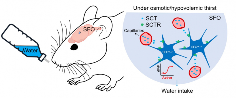 Secretin is involved in the activation of the subfornical organ excitatory neurons under osmotic thirst and hypovolemic thirst. Image credit: Dr Fengwei ZHANG