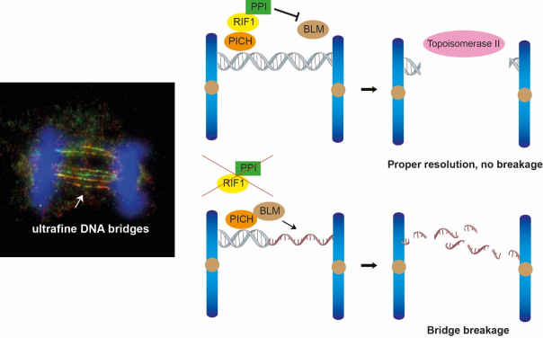 研究發現RIF1-PP1抑制 BLM解離DNA超細纖維橋。（圖片來源：陳英偉博士）