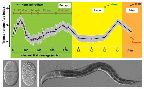 Figure 1. The dynamics of transcriptome age during development. The top panel shows the changes of transcriptome age index (Transcriptome Age Index) during embryonic and larval development of C. elegans. High TAI indicates younger transcriptome and low TAI indicates older transcriptome. The lowest TAI period occurs in the mid-embryogenesis. The lower panel shows C. elegans embryos at 2-cell and gastrulation stages and adults. Image Credit: Dr Fuqiang Ma and Dr Chaogu Zheng
 