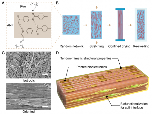 Schematics of the tendon-mimetic hydrogel and their microstructures