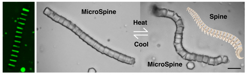 Microscale spine-mimicking structure, MicroSpine, has been created via colloidal assembly of soft and hard components, which can change shape by controlling temperature and can be utilised for cargo encapsulation and delivery. (Image Credit: Dengping Lyu)
 