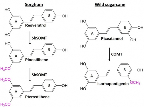 Figure 1. Biosynthesis of O-methylated stilbenes. In sorghum, SOMT converts resveratrol to pinostilbene and pterostilbene which are O-methylated in the stilbene A-ring.  In wild sugarcane, a COMT likely converts piceatannol to isorhapontigenin which is O-methylated in the stilbene B-ring. O-methylation is a common modification that increases potency and bioavailability of phytochemicals. O-methylated groups are indicated in pink.
 
