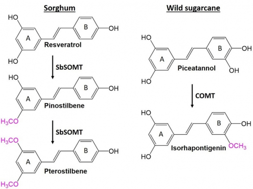 Figure 1. Biosynthesis of O-methylated stilbenes. In sorghum, SOMT converts resveratrol to pinostilbene and pterostilbene which are O-methylated in the stilbene A-ring. In wild sugarcane, a COMT likely converts piceatannol to isorhapontigenin which is O-methylated in the stilbene B-ring. O-methylation is a common modification that increases potency and bioavailability of phytochemicals. O-methylated groups are indicated in pink.