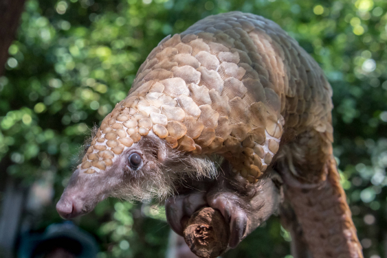 Image 1. A photo of a white-bellied pangolin (Phataginus tricuspsis) (Credit: Frank Kohn, US Fish & Wildlife Service)
 