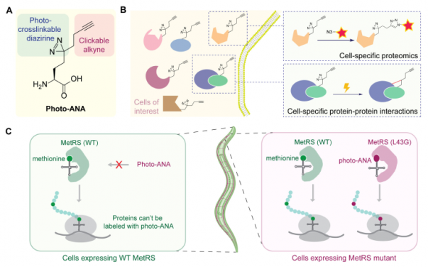 Cell-selective MACSPI analysis in C. elegans. (A) Chemical structure and functions of photo-ANA.
(B) A chemical proteomics approach to profile cell type-specific proteome and interactome. (C) Spatial selectivity is achieved by controlling the expression of the MetRS mutant, which can label proteins with photo-ANA, using cell-specific promoters in transgenic animals. Adapted from Huang et al., 2024, PNAS.