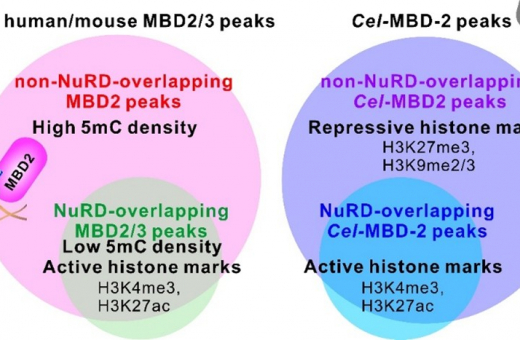 HKU Biologists Discover Alternative Systems that Help Cells Control Genes