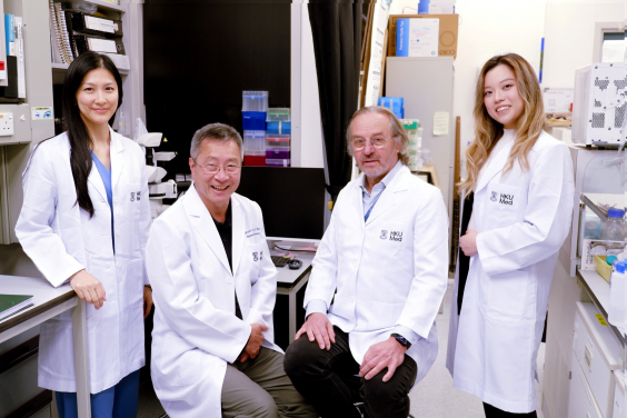HKUMed demonstrates that 'cloaked' and safe human stem cells work, paving the way for off-the-shelf transplants without immune rejection. The research team includes (from left) Dr Vivian Tam, Professor Danny Chan, Professor Andras Nagy and Nicole Wong.