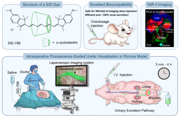 Top left: Structure of the super-inert near-infrared fluorescent rotaxane dye SID-788. Top middle: SID-788 is safe for overdosage injection (500-fold of imaging dose) and exhibits efficient and ~100% renal excretion. Top right: NIR-II imaging in murine model. Principal component analysis (PCA) of NIR-II video (5-40 s post-injection) reveal reveals haemodynamics in various vessels and organs. BottumBottom: Schematic diagram of surgical imaging workflow in porcine model. Image modified from Lu et al., Nat. Photon. (2026).