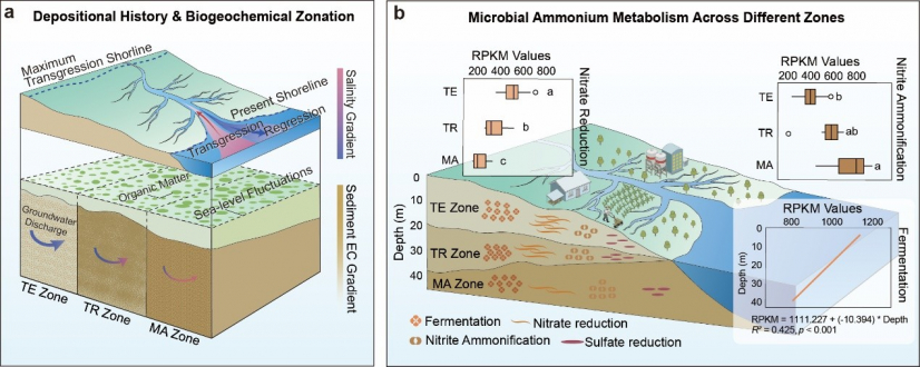Figure 2: Conceptual model of historical depositional processes, biogeochemical zonation, and microbial ammonium metabolism. Image credit: Adapted from Lu et al., Nature Communications (2026).