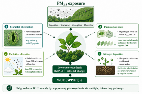 Figure. PM2.5 pollution weakens plant water-use efficiency (WUE) by lowering photosynthesis via biophysical and biogeochemical pathways.