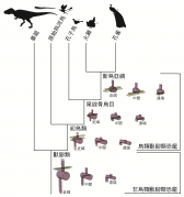 此圖為原始鳥類脊椎形態演化的復原圖。結果根據尾巴關節的柔韌度的變化作復原標準。當中包括獸腳類恐龍至現代雀鳥尾巴近端、中間和遠端的模型。獸腳類恐龍的輪廓(黑影)上的輪廓為其尾巴骨架。(相片由 文嘉祺博士 及其研究小組提供)