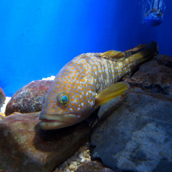 Red grouper, a threatened species found frequently in HK restaurants