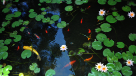 Pond Lilies by the Law Faculty